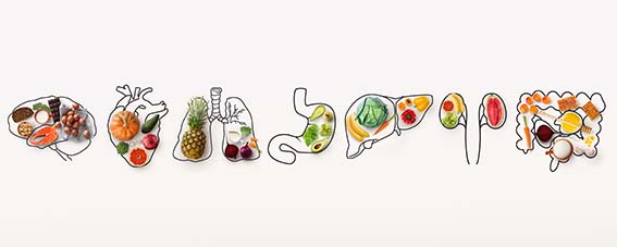 Gesunde Ernährung - gesunde Organe